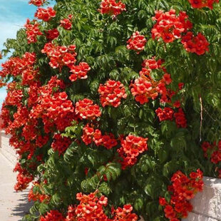Trúbkovec koreňujúci Flamenco 40/60 cm, v črepníku Campsis radicans Flamenco