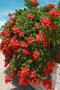 Trúbkovec koreňujúci Flamenco 40/60 cm, v črepníku Campsis radicans Flamenco