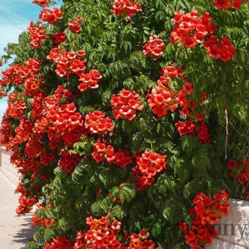 Trúbkovec koreňujúci Flamenco 40/60 cm, v črepníku Campsis radicans Flamenco