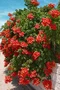 Trúbkovec koreňujúci Flamenco 40/60 cm, v črepníku Campsis radicans Flamenco