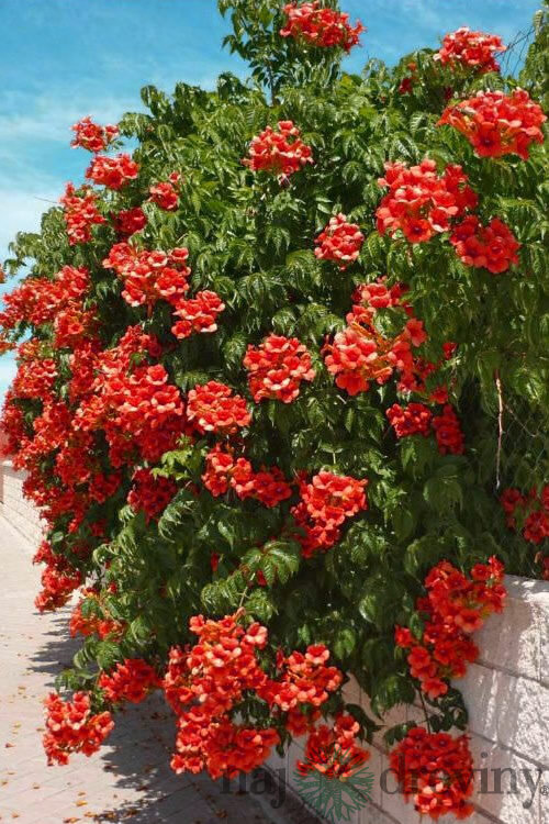 Trúbkovec koreňujúci Flamenco 40/60 cm, v črepníku Campsis radicans Flamenco