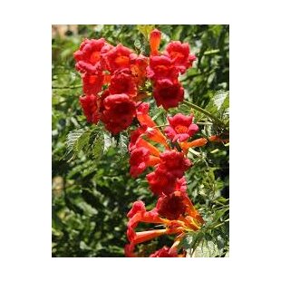 Trúbkovec koreňujúci Flamenco, výška 60/+ cm, v črepníku 4l Campsis radicans ‘Flamenco‘