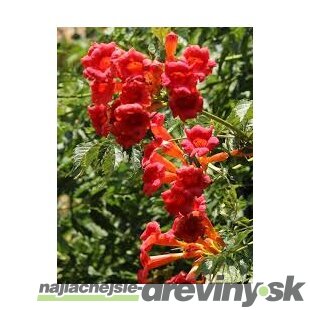 Trúbkovec koreňujúci Flamenco, výška 60/+ cm, v črepníku 4l Campsis radicans ‘Flamenco‘