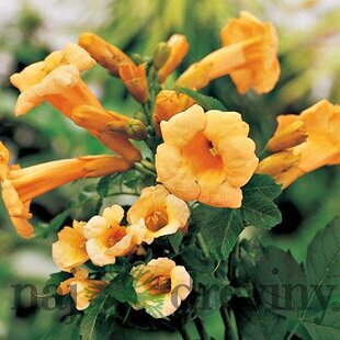 Trúbkovec koreňujúci Flava, výška 40/60 cm, v črepníku Campsis radicans Flava