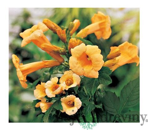 Trúbkovec koreňujúci Flava, výška 40/60 cm, v črepníku Campsis radicans Flava