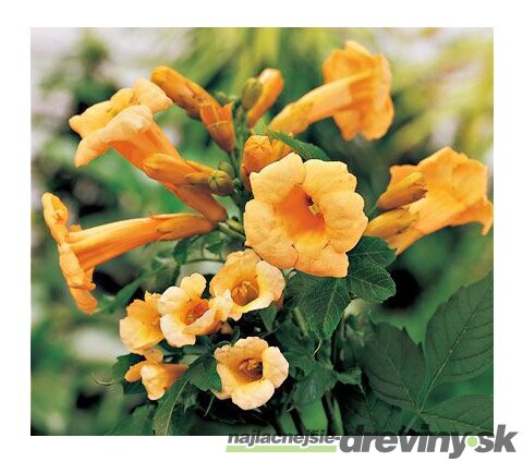 Trúbkovec koreňujúci Flava, výška 40/60 cm, v črepníku Campsis radicans Flava
