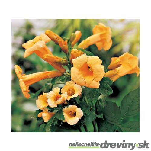 Trúbkovec koreňujúci Flava, výška 40/60 cm, v črepníku Campsis radicans Flava