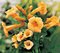 Trúbkovec koreňujúci Flava, výška 40/60 cm, v črepníku Campsis radicans Flava
