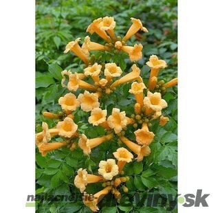 Trúbkovec koreňujúci Flava, výška 60/+ cm, v črepníku 4l Campsis radicans Flava