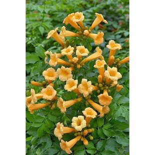 Trúbkovec koreňujúci Flava, výška 60/+ cm, v črepníku 4l Campsis radicans Flava