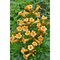 Trúbkovec koreňujúci Flava, výška 60/+ cm, v črepníku 4l Campsis radicans Flava