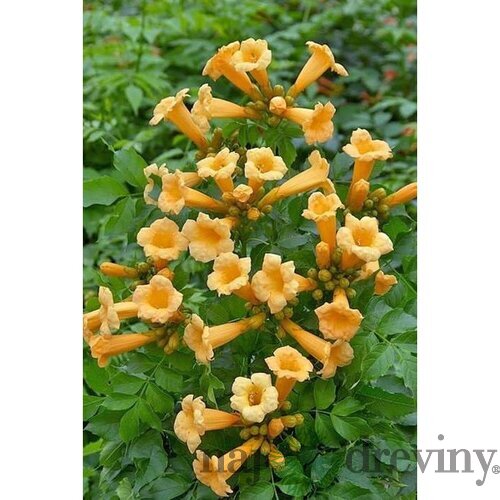 Trúbkovec koreňujúci Flava, výška 60/+ cm, v črepníku 4l Campsis radicans Flava