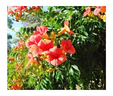 Trúbkovec koreňujúci Ursynow, v črepníku 60/80cm Campsis radicans Ursynow