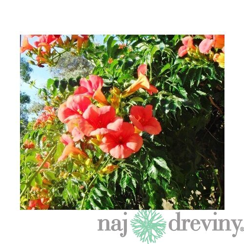 Trúbkovec koreňujúci Ursynow, v črepníku 60/80cm Campsis radicans Ursynow