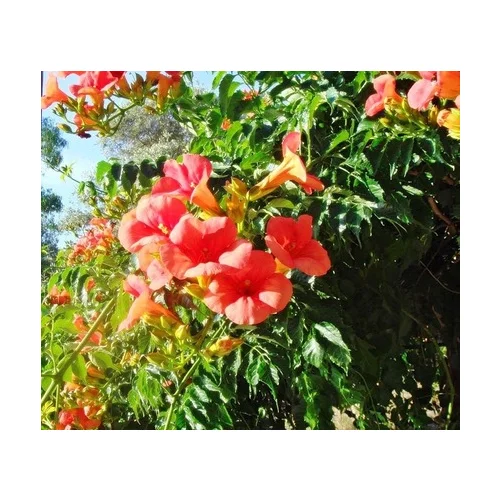 Trúbkovec koreňujúci Ursynow, v črepníku 60/80cm Campsis radicans Ursynow