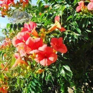 Trúbkovec koreňujúci Ursynow, v črepníku 60/80cm Campsis radicans Ursynow