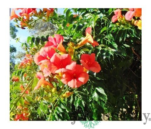 Trúbkovec koreňujúci Ursynow, v črepníku 60/80cm Campsis radicans Ursynow