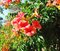 Trúbkovec koreňujúci Ursynow, v črepníku 60/80cm Campsis radicans Ursynow