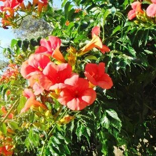 Trúbkovec koreňujúci Ursynow, v črepníku 60/80cm Campsis radicans Ursynow