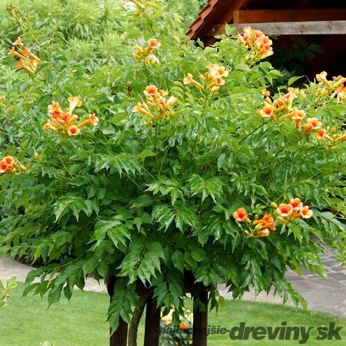 Trúbkovec krížený INDIAN SUMMER ‘Kudian‘, na kmienku 80 cm, v črepníku 7l Campsis x tagliabuana INDIAN SUMMER ‘Kudian‘