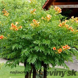 Trúbkovec krížený INDIAN SUMMER ‘Kudian‘, na kmienku 80 cm, v črepníku 7l Campsis x tagliabuana INDIAN SUMMER ‘Kudian‘