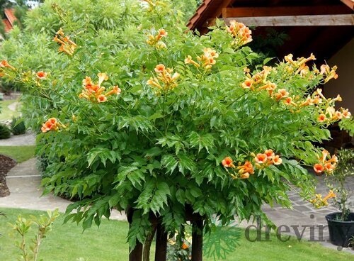 Trúbkovec krížený INDIAN SUMMER ‘Kudian‘, na kmienku 80 cm, v črepníku 7l Campsis x tagliabuana INDIAN SUMMER ‘Kudian‘
