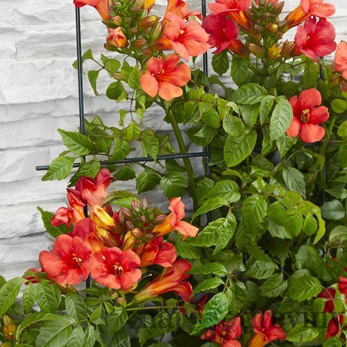 Trúbkovec krížený x SUMMER JAZZ FIRE ‘Takarazuk, výška 45/+ cm, v črepníku 4l Campsis tagliabuana x SUMMER JAZZ FIRE ‘Takarazuk