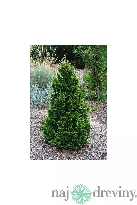 Tuja riasnatá Can Can, výška 20/30 cm, v črepníku 3l Thuja plicata Can Can