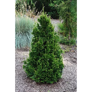 Tuja riasnatá Can Can, výška 20/30 cm, v črepníku 3l Thuja plicata Can Can