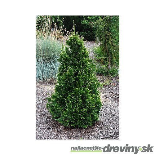 Tuja riasnatá Can Can, výška 20/30 cm, v črepníku 3l Thuja plicata Can Can