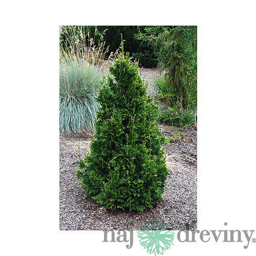 Tuja riasnatá Can Can, výška 20/30 cm, v črepníku 3l Thuja plicata Can Can