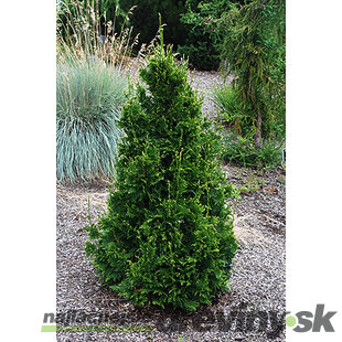 Tuja riasnatá Can Can, výška 20/30 cm, v črepníku 3l Thuja plicata Can Can