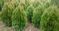 Tuja riasnatá Kórnik IV, výška 20/30 cm, v črepníku Thuja plicata Kórnik IV