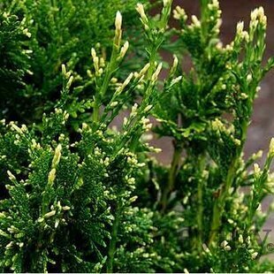 Tuja riasnatá Silver Nick® 30/40 cm, v črepníku Thuja plicata Silver Nick®