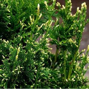 Tuja riasnatá Silver Nick® 30/40 cm, v črepníku Thuja plicata Silver Nick®