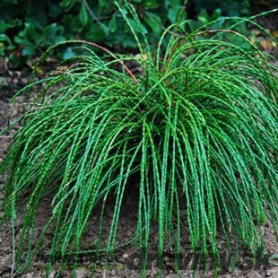 Tuja riasnatá Whipcord 30/40 cm, v črepníku Thuja plicata Whipcord