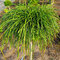 Tuja riasnatá Whipcord na kmienku 180/200 cm, v črepníku Thuja plicata Whipcord