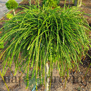 Tuja riasnatá Whipcord na kmienku 180/200 cm, v črepníku Thuja plicata Whipcord