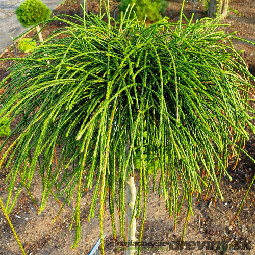 Tuja riasnatá Whipcord na kmienku 180/200 cm, v črepníku Thuja plicata Whipcord