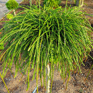 Tuja riasnatá Whipcord na kmienku 180/200 cm, v črepníku Thuja plicata Whipcord