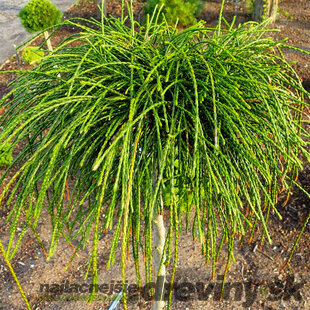 Tuja riasnatá Whipcord na kmienku, v črepníku, 80/100 cm Thuja plicata Whipcord