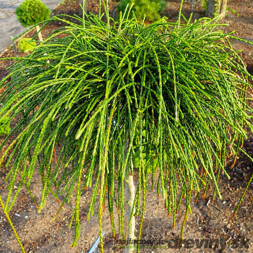 Tuja riasnatá Whipcord na kmienku, v črepníku, 80/100 cm Thuja plicata Whipcord
