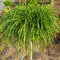 Tuja riasnatá Whipcord na kmienku, v črepníku, 80/100 cm Thuja plicata Whipcord