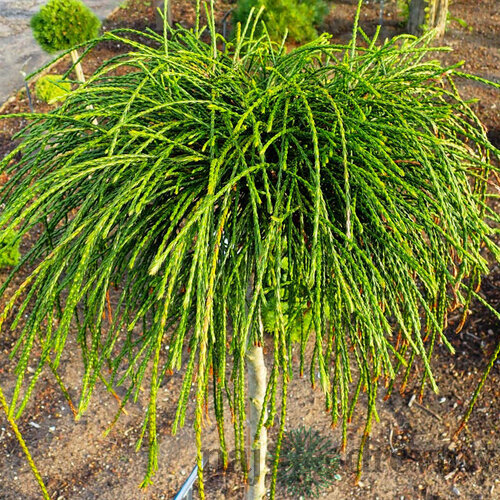 Tuja riasnatá Whipcord na kmienku, v črepníku, 80/100 cm Thuja plicata Whipcord