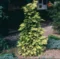 Tuja riasnatá Zebrina 30/35 cm v črepníku P9 Thuja plicata