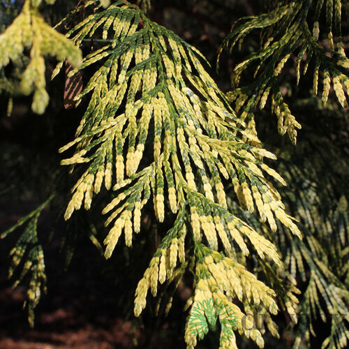 Tuja riasnatá Zebrina 30/35 cm v črepníku P9 Thuja plicata