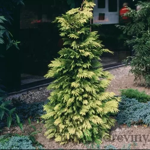 Tuja riasnatá Zebrina 30/35 cm v črepníku P9 Thuja plicata