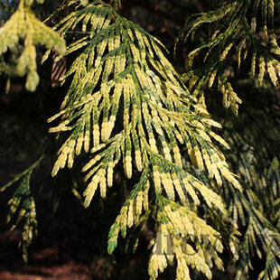Tuja riasnatá Zebrina 30/35 cm v črepníku P9 Thuja plicata
