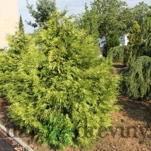 Tuja riasnatá Zebrina, výška 40/60 cm, v črepníku 3l Thuja plicata Zebrina