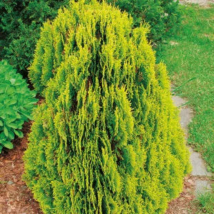 Tuja východná Aurea Nana, výška 30/40 cm, v črepníku 2 l Platycladus orientalis Aurea Nana